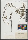 Foto von Salix repens subsp. repens L.
